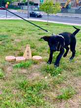 Load image into Gallery viewer, Rollors | Yard Game - yardgamesworld.com